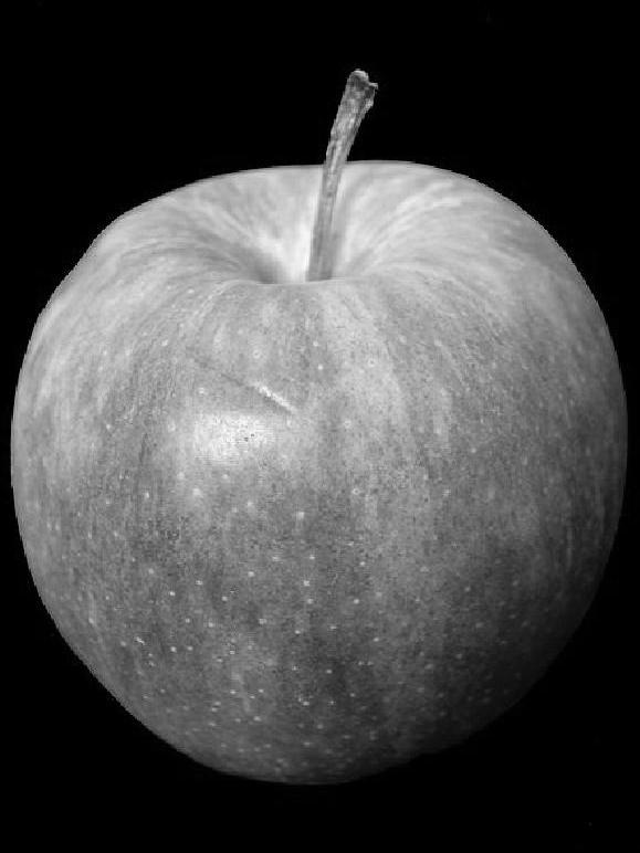 gray apple